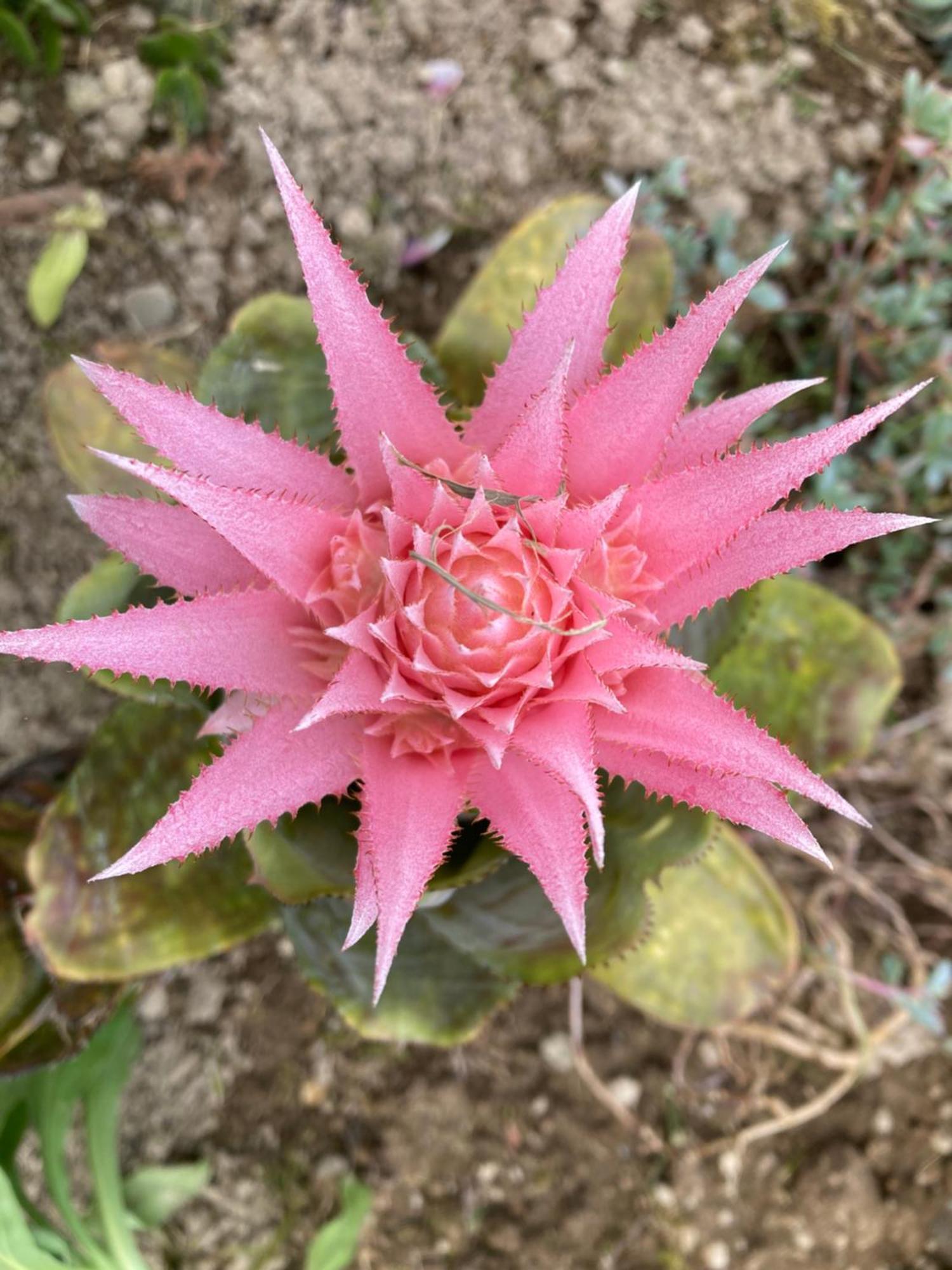 Quinta Das Palmeiras Повоасан Экстерьер фото